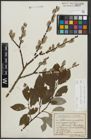 Foto von Salix appendiculata Vill. x Salix caprea L.